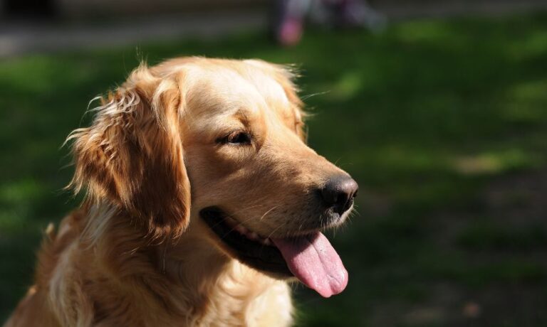 Stay happy, stay with usHerbst- und Winterzauber in der Eifel: Eine Unvergessliche Auszeit mit Hund in der Pension SchwedenkreuzStay happy, stay with us